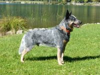 Ch. A DOG CALLED BLUE ARI FROM STICK VALLEY