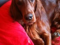 Astor vom Tannenzapfenland