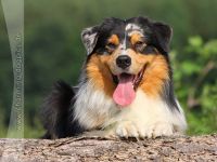 Hoeke's Guard of Honor DNA-CP