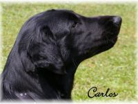 CALYPSO VOM REPETAL (CARLOS)