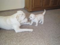 Charly vom Salzbachtal