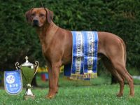 Habi Alex Asilia Löwenschwanz