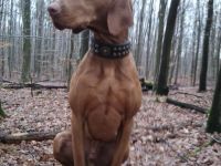 Basti vom Luidpoldplatz (Rufname: Falco)