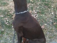 Tyson Guard of the Triumphal FCI