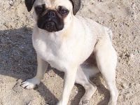 Everybody´s Darling