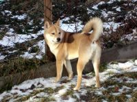 Ben von der Tiger Ranch