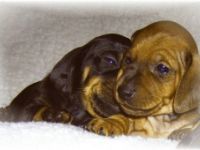 von Stachowskis Lacknasen