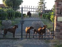 Rhodesian Ridgeback von Lugathoba