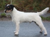 Nervous Breakdown Gino Ginelli