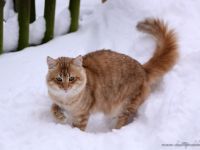 GIC Austin pa Elgsporet