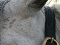 Praxis für Tiernaturheilkunde; Barbara Gehrmann