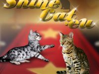 Shine Cat