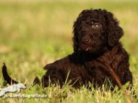 Von den heiligen Gärten