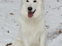 Perro Blanco Crusher Calypso