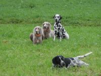 Hundeschule "hundsmäßig"