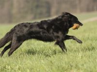 hundumfair - Hundeschule Raum Augsburg u. Günzburg