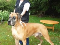 Tierheilpraxis Brandt-Weber