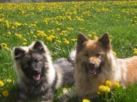 Hundesprache Hundeschule, Oberstdorf Allgäu