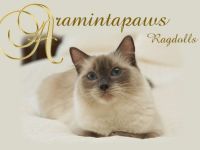 Aramintapaws