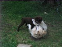 Jagdhundeschule Allgaeu