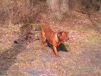 Avalon vom Kananoher Moor