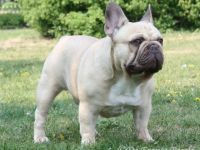 Chocolate Fawn Dream MAGNUM