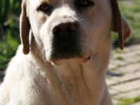 Grom z Grodu Hrabiego Malmesbury