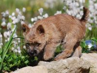 Spirit of stony Creek VDH/KfT