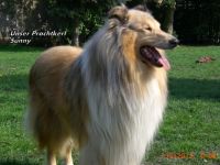 Sunny von der Filaxburg