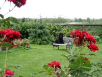 Hundephysiotherapie & Naturheilverfahren Beratungen und Behandlungen