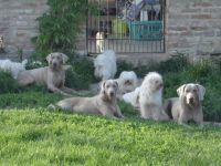 od Ptackovych rybnika