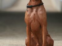 Aki-Piet vom Wildbrunnen