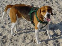 Tierheilpraxis Pferd, Hund & Katze