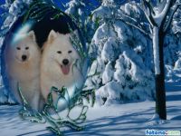 Syôre frá Tübingen