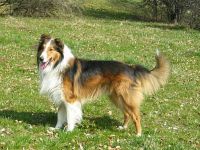 Havoc vom Oberwolkersdorfer Land