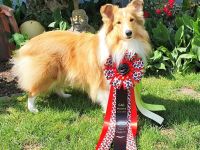 Shelties am Woogbach