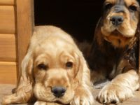 von den Neiße-Wiesen