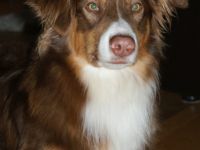 Amun von Wielands Willows