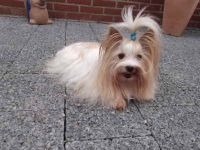 Flash Lovely Goldprinz vom Klosterbach