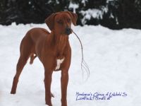 of Eskdale'S Liontrack