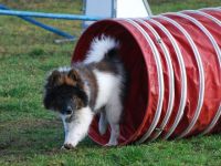 Hundeschule Rose Lehrer