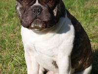 Bombastic Belami von Rittberg