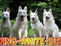 Flying White Devils