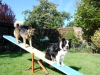 Tagesbetreuung und Hundetraining Wolgast