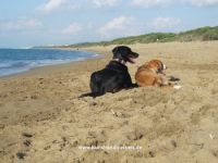 Hundewanderung in der Toskana, Mai+Okt