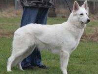 White Dreambreaker of Heart