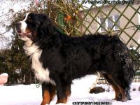 Mł.Ch.Pl. GYPSY KING Stróż Zagrody