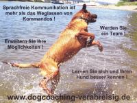 dogcoaching vera breisig