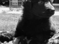 Chien de la Prolingée