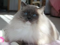 SweetFellow